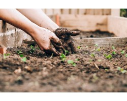 What’s The Difference Between Garden Soil And Potting Mix